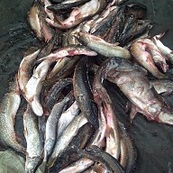 Рыбалка на Селигере